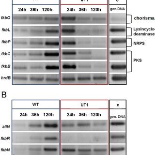 Organization Of The Fk Biosynthetic Cluster Fkb Genes Are Shown