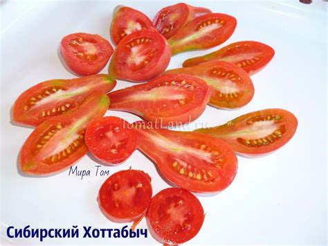Томат Сибирский Хоттабыч: ОТЗЫВЫ, фото, урожайность, описание и ...