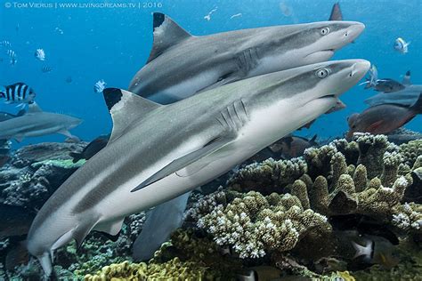 The Best Shark Dive in the World!: Reef Sharks prefer bite-size Meals!