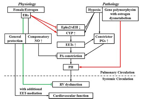 Figure 2 From Sexually Dimorphic Regulation Of Eet Synthesis And