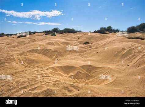 Dozens of nesting pits in the beach and dunes, dug by turtles that laid ...