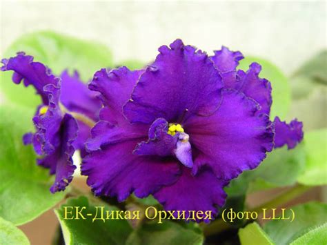 Фиалка ЕК-Дикая Орхидея