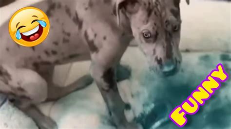 Fails Of The Week 2024 😂 Funny Pets 🐈 Funny And Cute Animals 😹 Dogs And