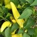 Hungarian Hot Wax Pepper Seeds Etsy