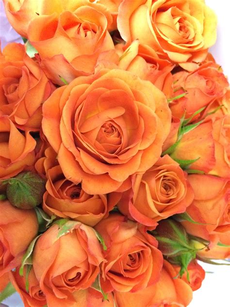 Orange Babe Spray Roses All Flowers My Flower Flower Garden Florist