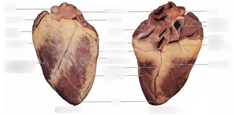 Sheep Heart Diagram Quizlet