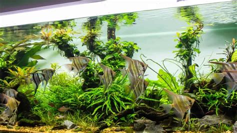 How To Add Live Plants To Freshwater Aquarium A Beginner S Guide To