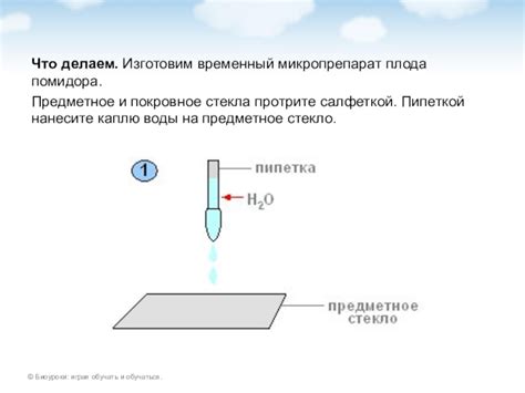 Презентация по теме Клетка доклад, проект