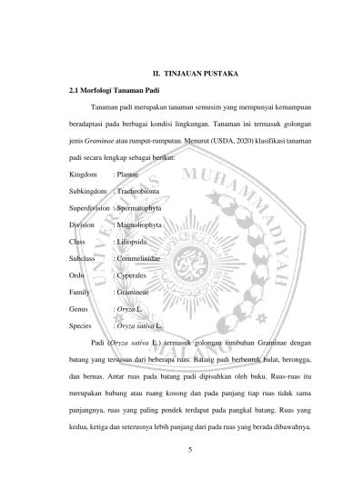 Ii Tinjauan Pustaka Jenis Graminae Atau Rumput Rumputan Menurut