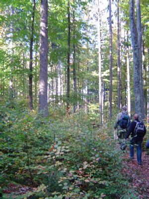 walking wonderland   bavarian forest easier