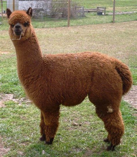 Faq Rita Dee Alpacas