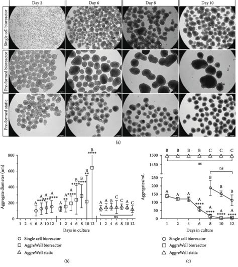 Serum Free Culture Of Human Mesenchymal Stem Cell Aggregates In