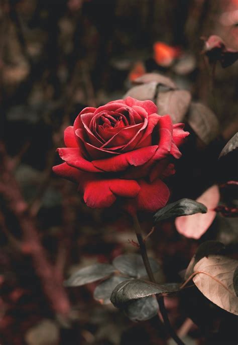 Roses Aesthetic Wallpapers · 280+ Backgrounds 🌹