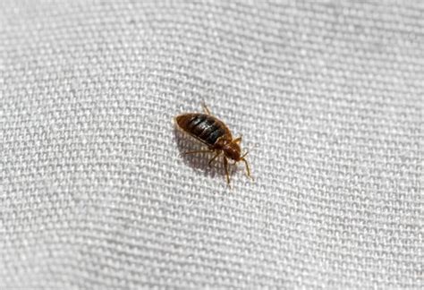 Common Household Bugs on Couches and Furniture | Identification and ...