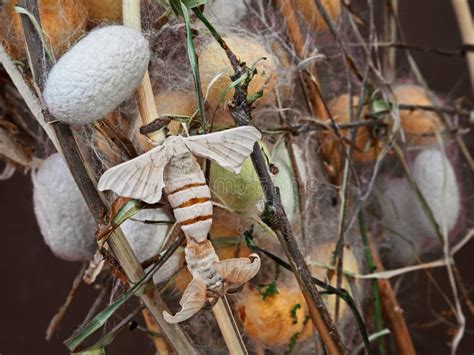 Kokony jedwabnik zdjęcie stock. Obraz złożonej z fiberboard - 34994832