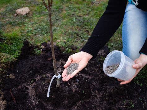 Are You Using The Best Fertilizer For Your Fruit Trees Gardening