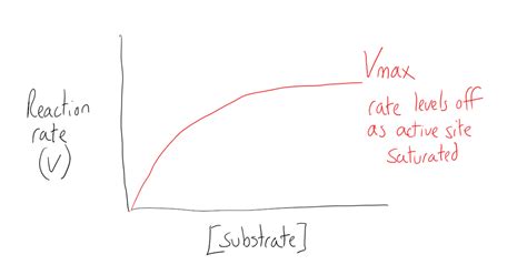 kinetics control  enzyme activity mcat content