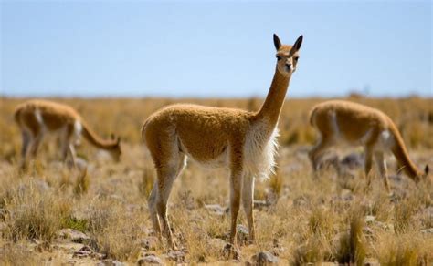 Животные Южной Америки – список с фото и названиями | Животный мир ...