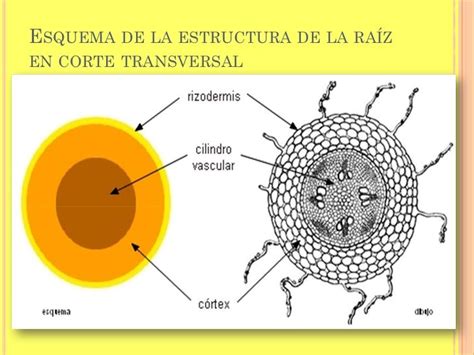 Anatomia De La Raiz