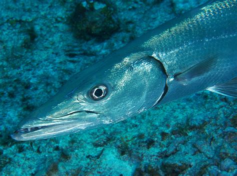Great Barracuda Species Scott's Species Barracuda, A Fish Not Sought