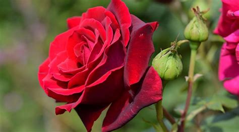 31 Different Types of Beautiful Red Rose Varieties