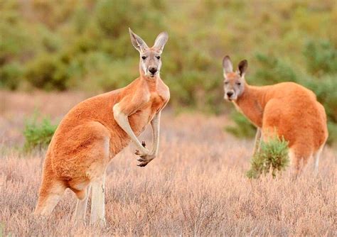 Кенгуру: описание животного, среда обитания, что едят
