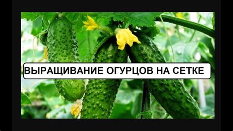 Выращиваем огурцы на сетке - YouTube