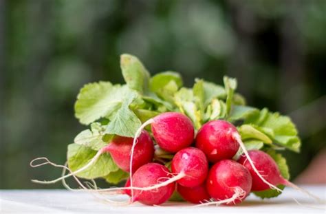 Fotos gratis mano naturaleza crecimiento uva Fruta dulce país