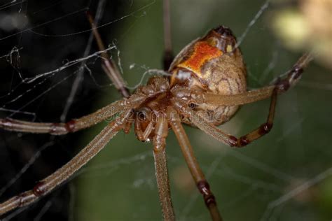 Female Brown Widow stock image. Image of animal, orbweaver - 230701549