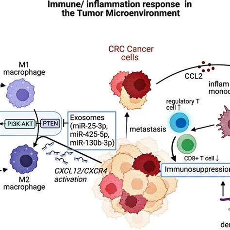 Immune Inflammation Response In The Tumor Microenvironment M