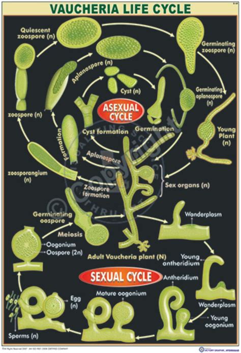 Victory Graphik | B-1 Spirogyra Life Cycle