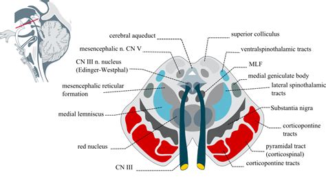 Midbrain Facts Anatomy Functions Summary And Definition
