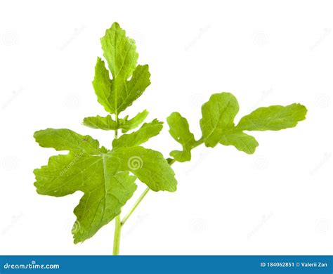 Mustard Leaves Isolated on White Stock Image - Image of healthy, gourmet: 184062851