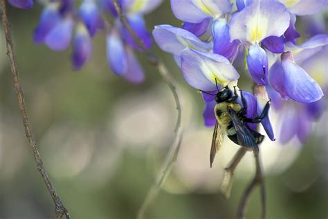 Eastern Carpenter Bee – North Texas Nature