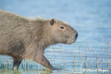 Marcel Huijser Photography Brazilian Wildlife Capybara Hydrochoerus