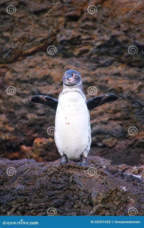 Galapagos Penguin Standing on Rocks, Bartolome Island, Galapagos Stock
