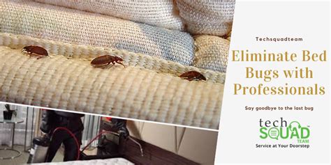 Eliminate Bed Bugs With Professional Pest Control Services