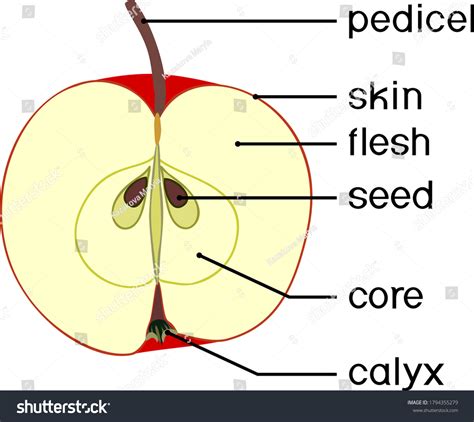 Label The Parts Of An Apple