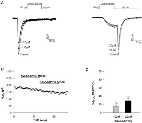 Inhibition Of T Type Ca 2 Current By Amlodipine Ttype Ca 2 Currents