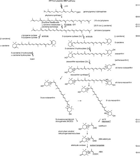 Carotenoid And Abscisic Acid Biosynthetic Pathway In Maize