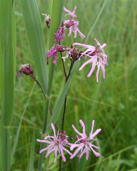 Silene Flos Cuculi Kuckucks Lichtnelke Flora Di Berna