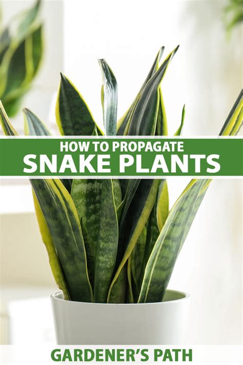 How To Propagate Snake Plants Gardeners Path