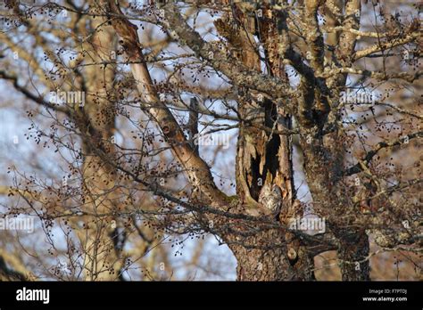 Wild Tawny Owl Strix Aluco In Tree Hole Europe Stock Photo Alamy