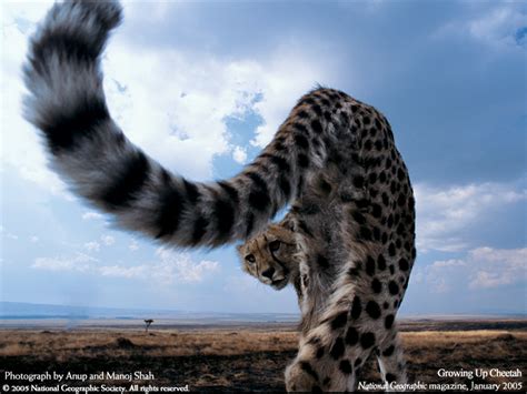 NATIONAL-GEOGRAPHIC-WALLPAPER-FD - R&P Ruffert Ingenieure