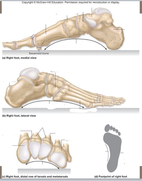 foot arches diagram Diagram | Quizlet