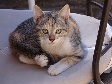 Безплатна снимка : кученце, коте, мустаци, животни, гръбначен, котка ...