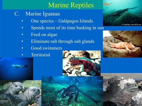 Ppt Marine Reptiles Powerpoint Presentation Free Download Id1744809