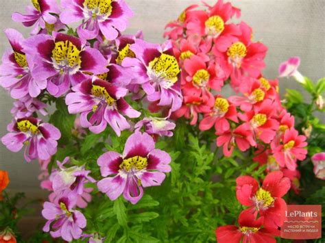 Схизантус перистый (Schizanthus pinnatus) — описание, выращивание, фото ...