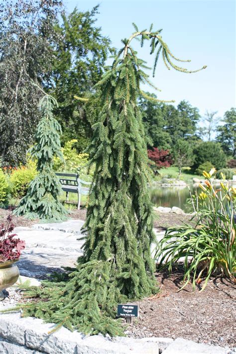 Picea Abies Trees And Shrubs Online