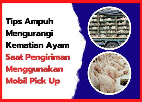 8 Jenis Ayam Pedaging Yang Ada Di Indonesia